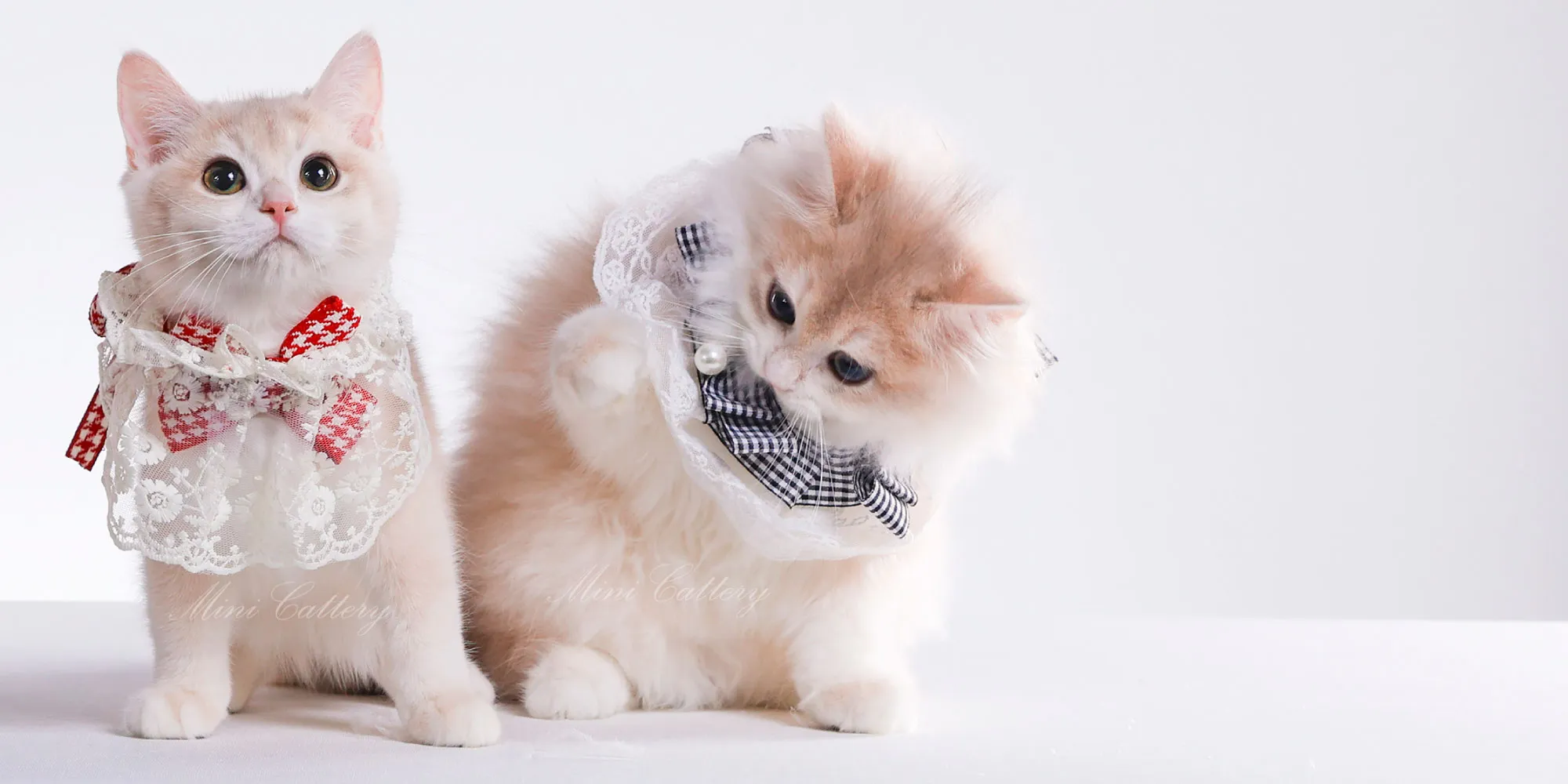 迷你貓舍 Mini Cattery 寵物店環境