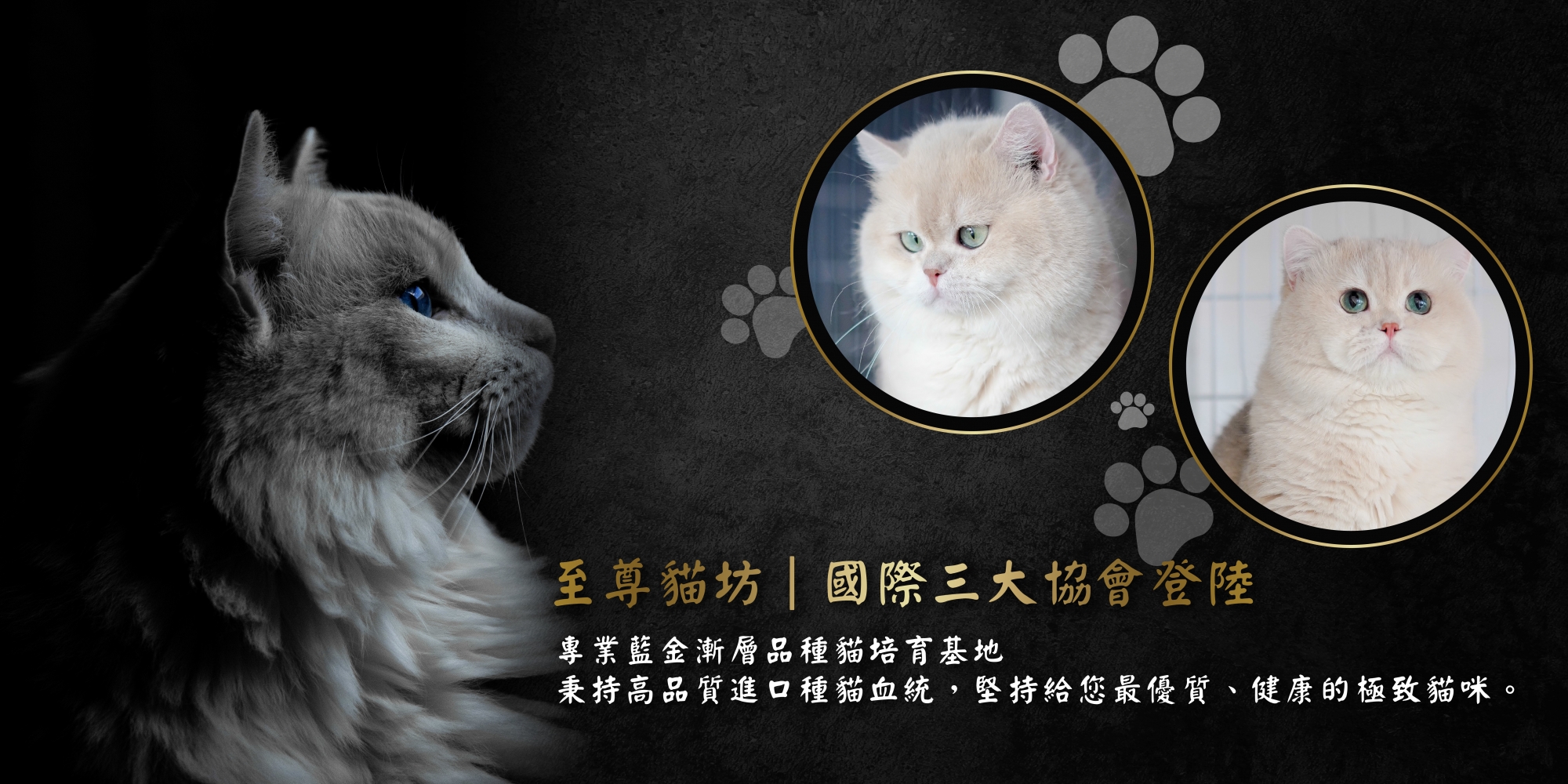至尊貓坊 寵物店環境